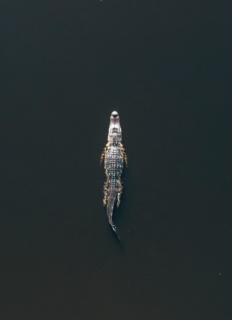 Florida alligator drone shot