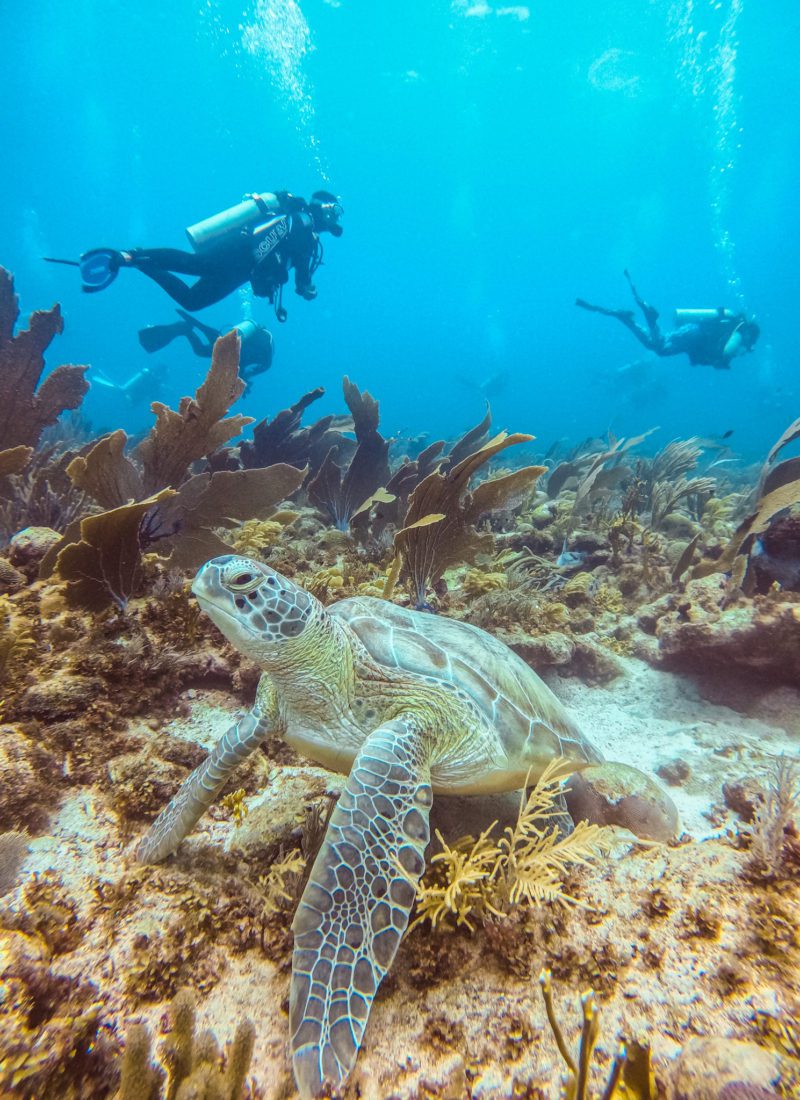 Turtle in Bonaire Scuba Diving