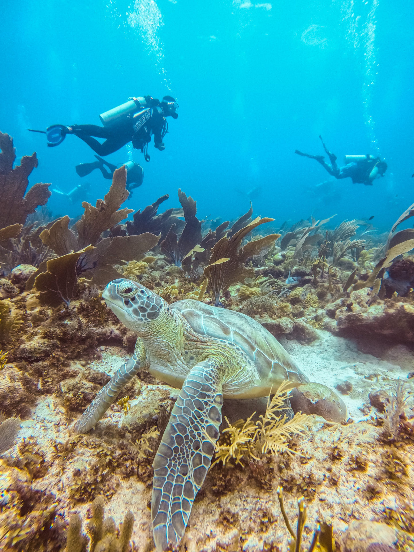 dive tour bonaire