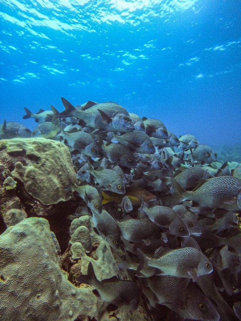 White Hole dive site in Bonaire shot on Go Pro 10 by Christine Lozada