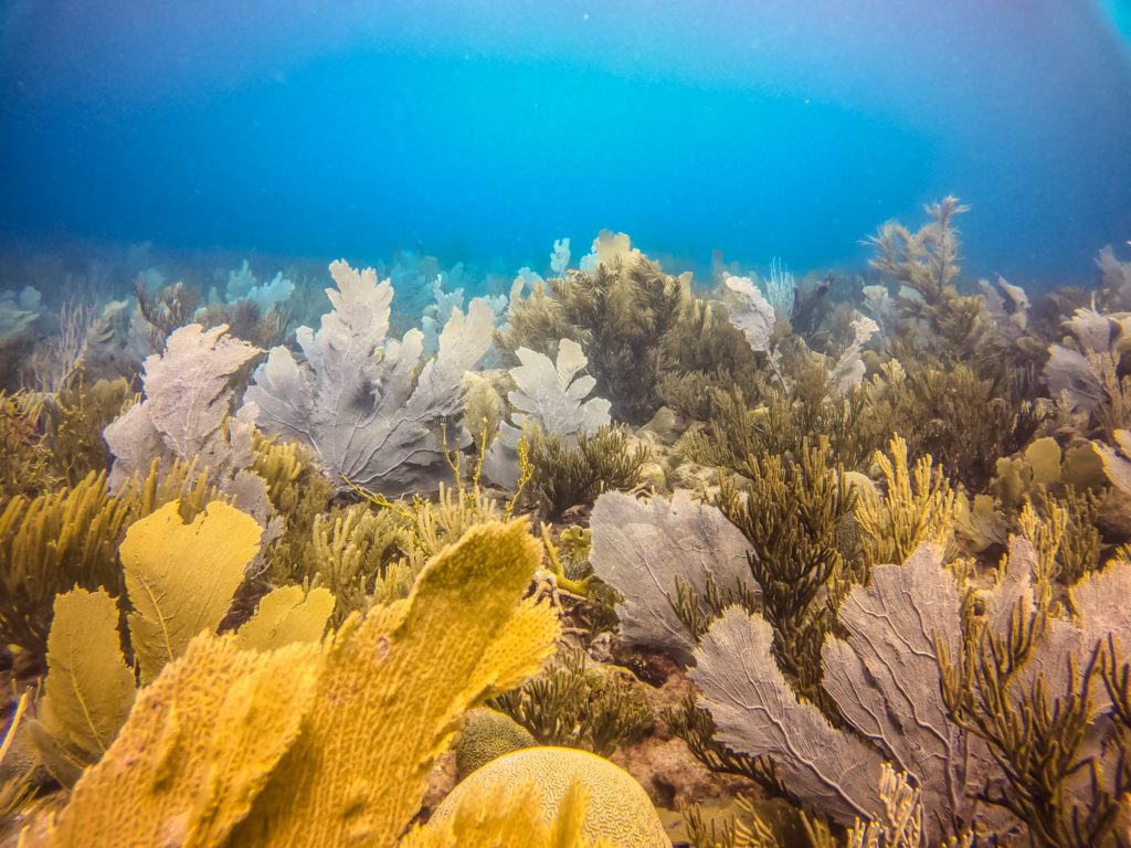 Fan coral in Bonaire shot on Go Pro by Christine Lozada