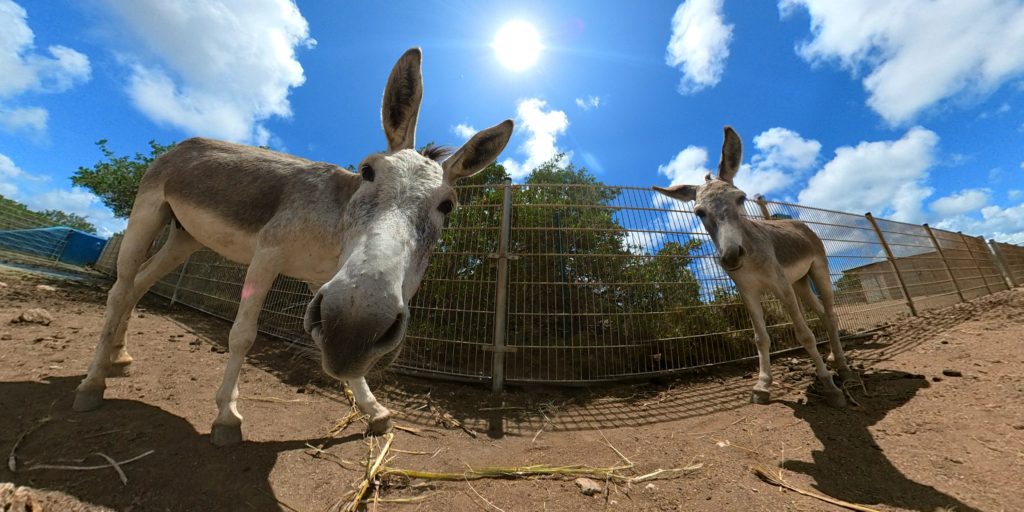 Donkeys at the Bonaire Donkey Sanctuary shot on Insta360 OneX2 by Christine Lozada