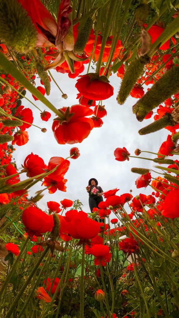 Christine Lozada at the Carlsbad Flower Fields shot on Insta 360
