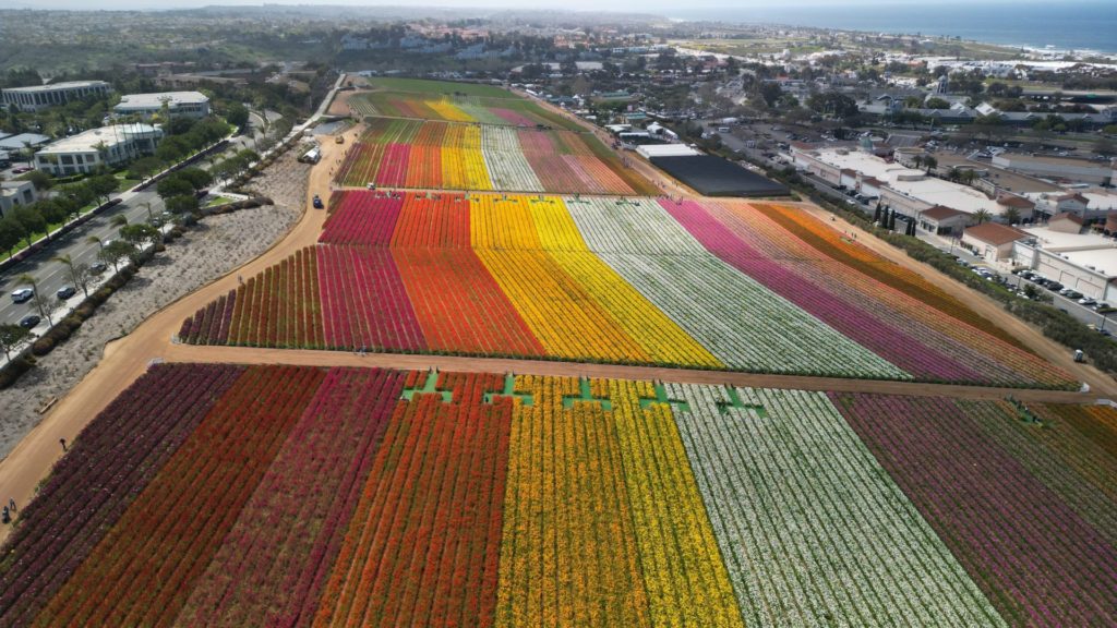 Carlsbad Flower Fields