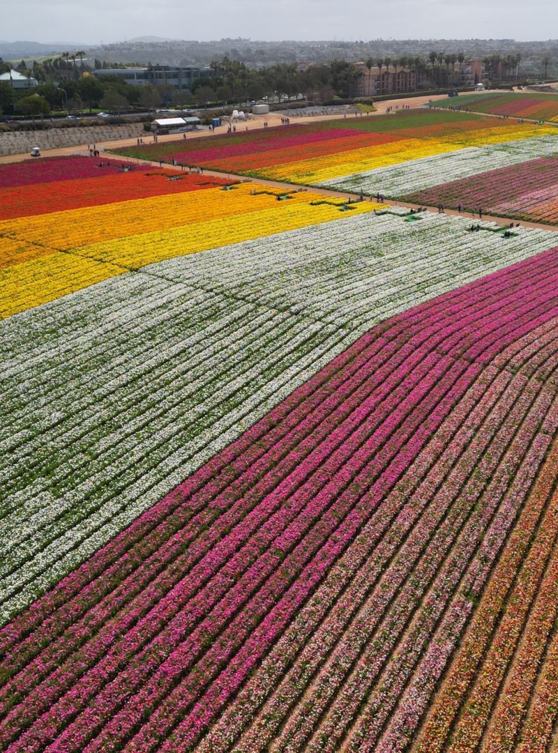 Carlsbad Flower Fields