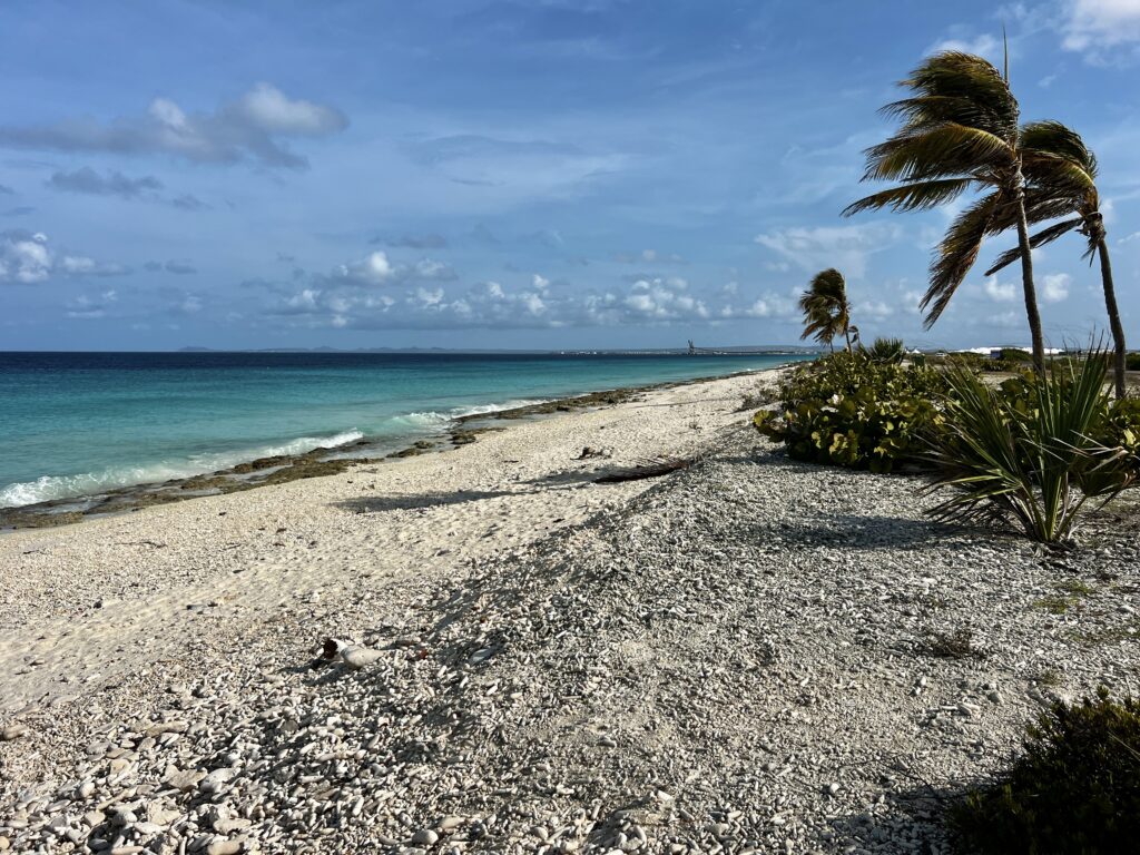 Bonaire Island Pink Beach